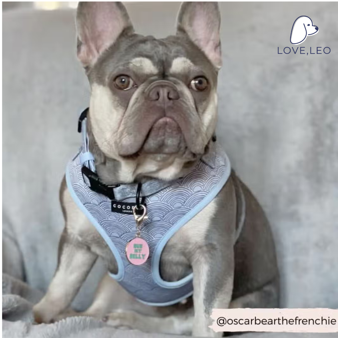 Who wants a belly rub? If this is 100% your doggo then this is the perfect Collar Charm for them. Introducing... Cocopup Collar Charms! The cutest little accessory to your pup's Collar. It's like jewellery, but for your pups! Clip them on, and off you go.